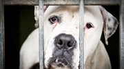 Σκιάθος: Συνελήφθη για κακοποίηση και θανάτωση σκύλου