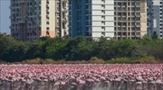 Ροζ λίμνες από φλαμίνγκο στο Μουμπάι