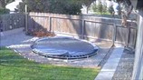 Security camera shows dog