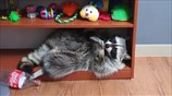 Pet raccoon decides to nap on uncomfortable bookshelf