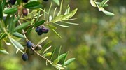 Ελιά Μανάκι: Εξετάζεται το ενδεχόμενο χαρακτηρισμού ως προϊόν Π.Ο.Π.