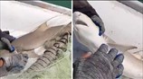 Fisherman rescues baby shark from certain death