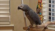 Demanding parrot insists that his owner be quiet