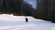 Αρκούδα κυνηγάει σκιέρ σε χιονοδρομικό κέντρο