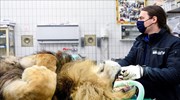 Στείρωσαν λιοντάρι λόγω υπεργονιμότητας