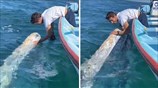 Gray whale incredibly surfaces near boat to be pet
