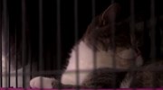 Στο σφυρί 6 ακριβές γάτες μετά από επιδρομή της δίωξης ναρκωτικών σε σπίτι