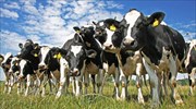 Ταΐστε τις αγελάδες φύκια για να σωθεί ο πλανήτης