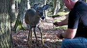 Running deer stops to share apples with man snacking in the forest