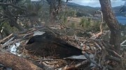 Bald eagle pair squawks as they tend egg in nest
