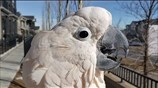 Cockatoo demonstrates his flawless chicken impression