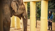 Ντοκιμαντέρ για τον «πιο μοναχικό ελέφαντα του κόσμου»