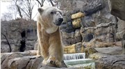 Πέθανε η δεύτερη γηραιότερη πολική αρκούδα στις ΗΠΑ
