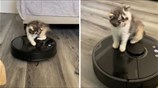 Adorable little kitten preciously plays with robot vacuum