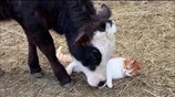 Incredible animal friendships: Cat & cow share special bond