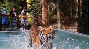Πισίνα και γρανίτες για τίγρεις