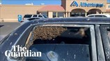 Man in US returns from shopping trip to find giant bee swarm in his car
