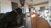 Rescued bull terrier attempts  to befriend grumpy cat