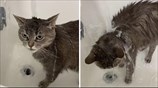 Very unique cat absolutely loves to take showers