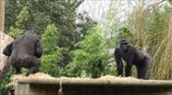 Tense clash of female gorillas at Bristol Zoo