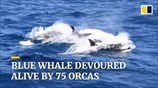 Blue whale devoured alive by 75 orcas off coast of Australia