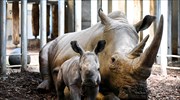 Ο ζωολογικός κήπος της Ολλανδίας υποδέχτηκε ένα μωρό λευκό ρινόκερο