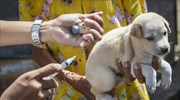 Η Ρωσία φτιάχνει εμβόλιο Covid για τα ζώα
