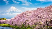 Οι κερασιές στην Ιαπωνία άνθισαν νωρίς