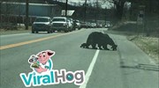 Momma Bear Struggles with Cubs || ViralHog