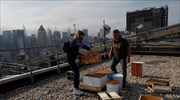 Μελίσσια στους ουρανοξύστες της Νέας Υόρκης