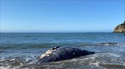 Τέσσερις φάλαινες νεκρές σε παραλίες του Σαν Φρανσίσκο