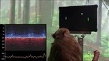 Monkey MindPong Picture-in-Picture