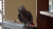 Crazy parrot thinks he
