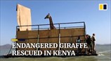 Endangered giraffe rescued from flooding island in Kenya
