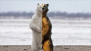 Πολικές και καφέ αρκούδες φτιάχνουν ανθεκτικό νέο είδος