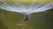 Μεταφράζοντας τη γλώσσα της αράχνης και τον απόκοσμο ήχο του ιστού της