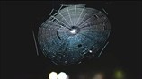 🕸🕷Spider Web Sonification | Music