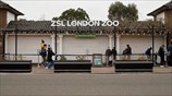 London Zoo reopens to public after latest lockdown closure
