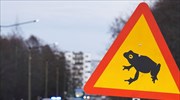 Κλείνουν τον δρόμο στα αυτοκίνητα για να περνούν οι βάτραχοι