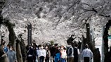 Ανθισμένες κερασιές