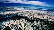 Η κακοκαιρία νέος εχθρός των κοραλλιών
