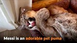 Meet Messi, the Russian pet puma
