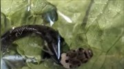 Δηλητηριώδες φίδι στη σακούλα από το σούπερ μάρκετ