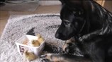 Ducklings introduced to German Shepherd protector