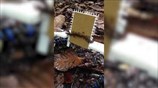 Watch army ants build 