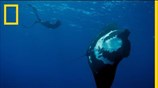 Perpetual Planet: Ήρωες Των Ωκεανών | Νέο Ντοκιμαντέρ Trailer | National Geographic Greece