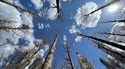 «Δάσος φάντασμα»: οι καταστροφικές συνέπειες της κλιματικής αλλαγής