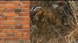Siberian tiger attacks Chinese villager, damages car