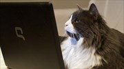Αυτός είναι ο λόγος που οι γάτες κάθονται πάνω στα laptop