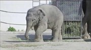 Otto the baby elephant ventures outside